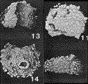 Mamilla hemispherica Scott, 1974, author: Le Coze, Franis