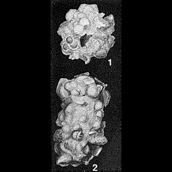 Brachysiphon corbuliformis Chapman, 1906 Brachysiphon corbuliformis Chapman, 1906