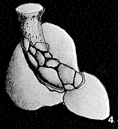Nubeculariella birulai Averintsev, 1911 Nubeculariella birulai Averintsev, 1911