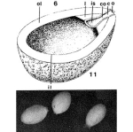 Ovammina opaca Dahlgren, 1962