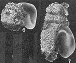 Raibosammina mica Moreman, 1930