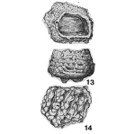 Scyphocodon verrucosus Kristan-Tollmann, 1971