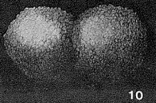Webbinelloidea similis Stewart & Lampe, 1947, author: Le Coze, François