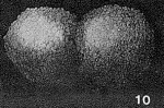 Webbinelloidea similis Stewart & Lampe, 1947