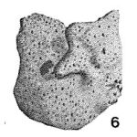 Gastroammina williamsae Dunn, 1942