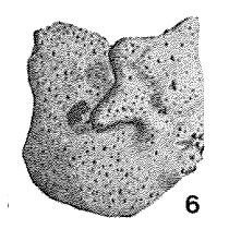 Gastroammina williamsae Dunn, 1942 Gastroammina williamsae Dunn, 1942