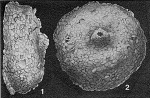 Colonammina verruca Moreman, 1930