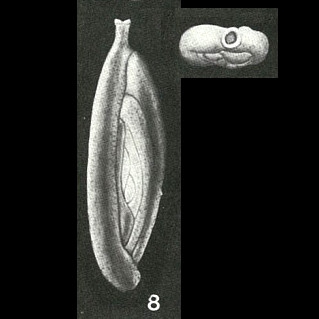 Spirolocammina tenuis Earland, 1934 Spirolocammina tenuis Earland, 1934