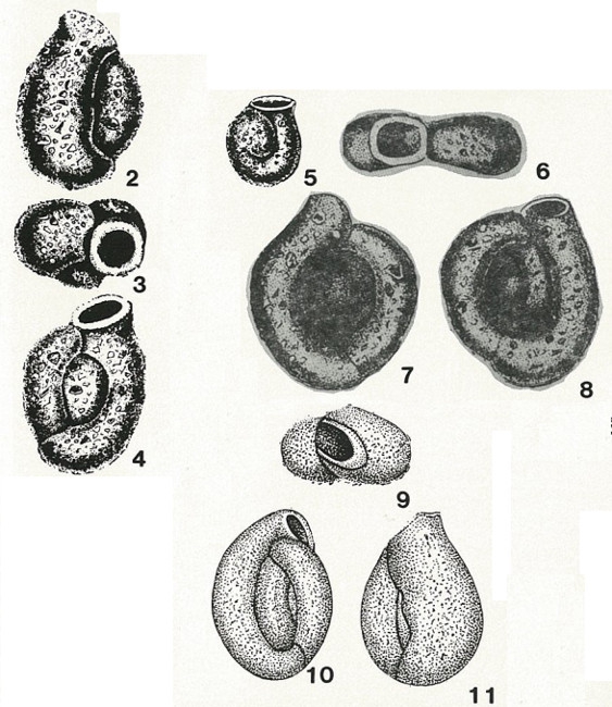 Birsteiniolla macrostoma Yankovskaya & Mikhalevich, 1972 Birsteiniolla macrostoma Yankovskaya & Mikhalevich, 1972