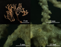 Paramuricea baetica habitus, details of colony and polyps (MMC-T-79, Colección Tipo).