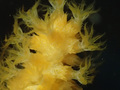 Close up on polyps and coenechyme (40-45 m) (Placer de las Bóvedas, Estepona, Málaga).