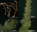 Paramuricea tingitana, habitus, details of colony and polyps (MMC-T-73, Colección Tipo).