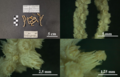 Paramuricea cryptica habitus, details of colony and polyps (MOM 1200229, INV-0020753).