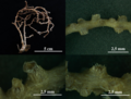habitus, details of colony and polyps (MMC-T-93, Colección Tipo).