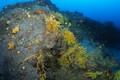 Nestormuricea gratiaplena (Puerto del Carmen, Lanzarote, Canary Islands). 