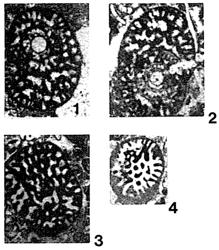 Taberina cubana Keijzer, 1945 Taberina cubana Keijzer, 1945