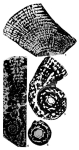 Murgella lata Luperto Sinni, 1965