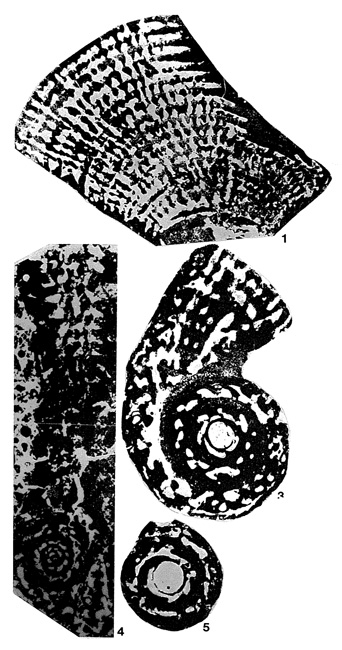 Murgella lata Luperto Sinni, 1965 Murgella lata Luperto Sinni, 1965