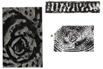 Lamarmorella sarda Cherchi & Schroeder, 1973