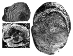 Orbitolites americana Cushman, 1918