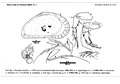 Ostracoda (seed shrimp)