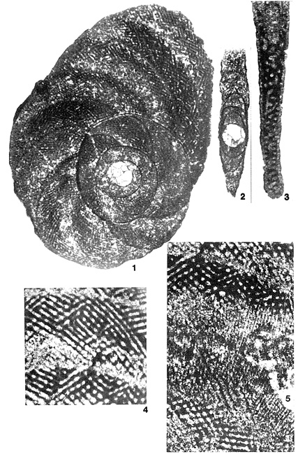 Yaberinella jamaicensis Vaughan, 1928 Yaberinella jamaicensis Vaughan, 1928