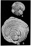 Archiacina armorica (d'Archiac, 1868)