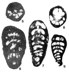 Praerhapydionina cubana van Wessem, 1943