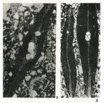 Somalina stefaninii Silvestri, 1939