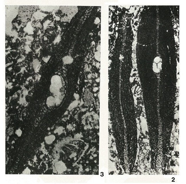Somalina stefaninii Silvestri, 1939 Somalina stefaninii Silvestri, 1939