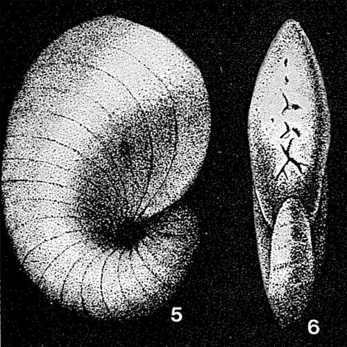 Neopeneroplis sarmaticus Didkovskiy, 1958 Neopeneroplis sarmaticus Didkovskiy, 1958