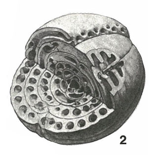 Glomalveolina dachelensis (Schwager, 1883) Glomalveolina dachelensis (Schwager, 1883)