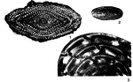 Alveolinella bontangensis L. Rutten, 1912