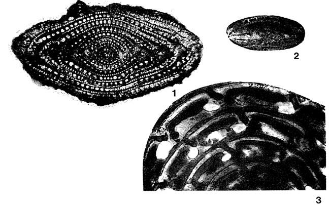 Alveolinella bontangensis L. Rutten, 1912 Alveolinella bontangensis L. Rutten, 1912