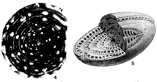 Alveolinella bontangensis L. Rutten, 1912 Alveolinella bontangensis L. Rutten, 1912