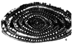 Alveolinella bontangensis L. Rutten, 1912
