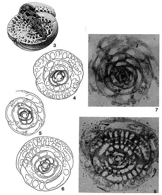 Bullalveolina bulloides (d'Orbigny in Guérin-Méneville, 1832) Bullalveolina bulloides (d'Orbigny in Guérin-Méneville, 1832)