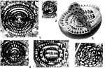 Ovalveolina ovum (d'Orbigny, 1850)