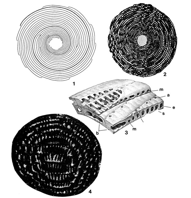 Multispirina iranensis Reichel, 1947 Multispirina iranensis Reichel, 1947