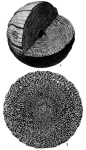 Multispirina iranensis Reichel, 1947