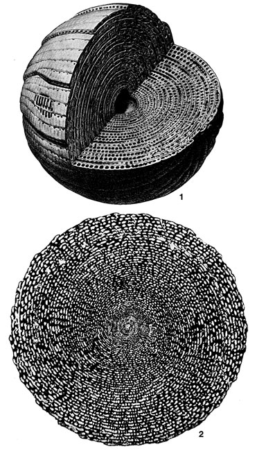 Multispirina iranensis Reichel, 1947