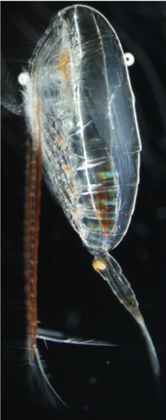 Calanus glacialis Calanus glacialis
