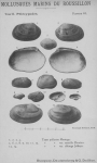 Bucquoy, E.; Dautzenberg, Ph.; Dollfus, G. (1887). Les Mollusques marins du Roussillon: 2. Pélécypodes avec atlas de 99 planches en phototypie. J.-B. Baillière & Fils: Paris, France. 2 vols: 884, 99 plates pp.
