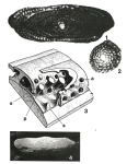 Fusarchaias bermudezi Reichel, 1952