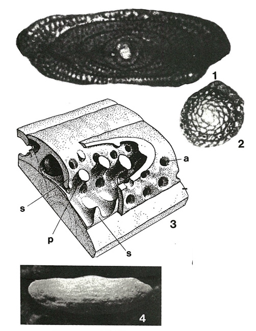 Fusarchaias bermudezi Reichel, 1952