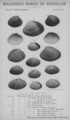 Bucquoy et al. (1887-1898, pl. 63), author: Anoniem in Bucquoy et al. (1887-1898)
