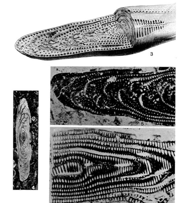 Subalveolina dordonica Reichel, 1936 Subalveolina dordonica Reichel, 1936