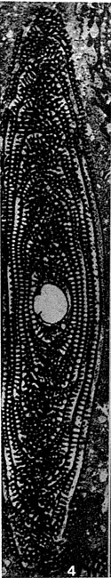 Praealveolina tenuis Reichel, 1933 Praealveolina tenuis Reichel, 1933