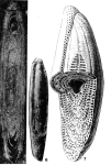 Praealveolina tenuis Reichel, 1933