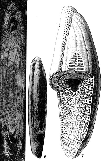 Praealveolina tenuis Reichel, 1933 Praealveolina tenuis Reichel, 1933